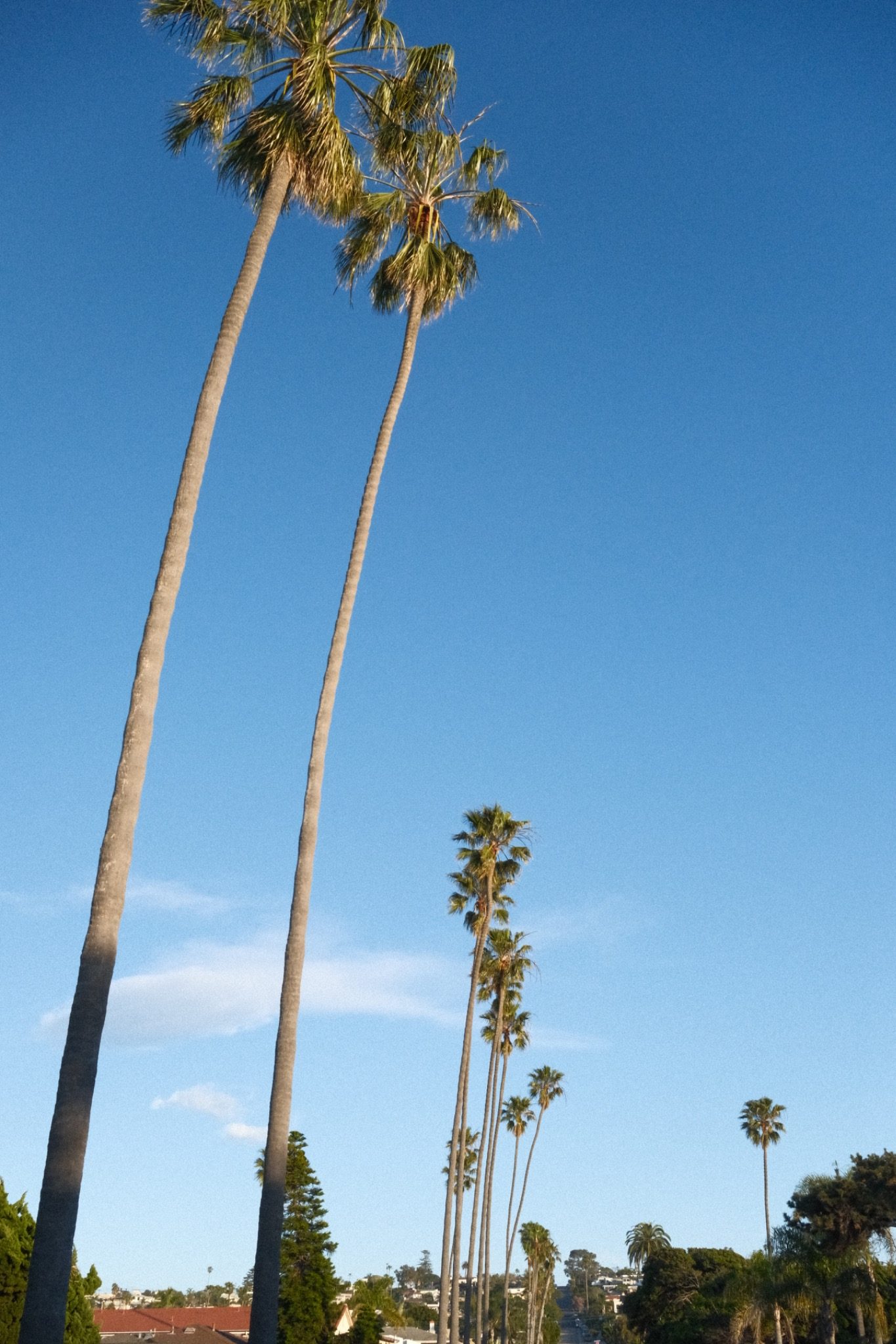 California Palms